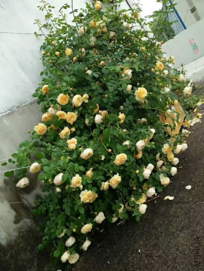 ΢��ͼƬ_20171204195027.jpg