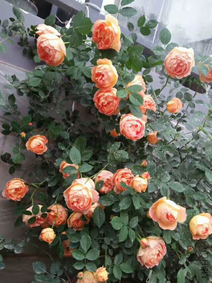 ΢��ͼƬ_20171204195117.jpg