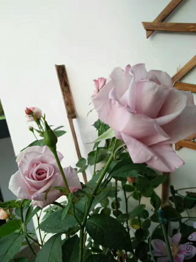΢��ͼƬ_20171204195131.jpg