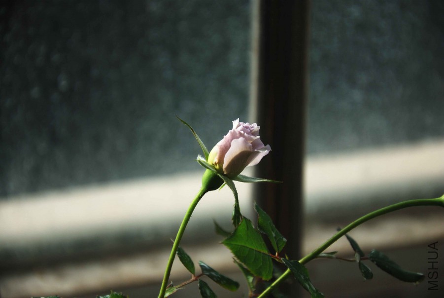 DSC_8636_����.jpg