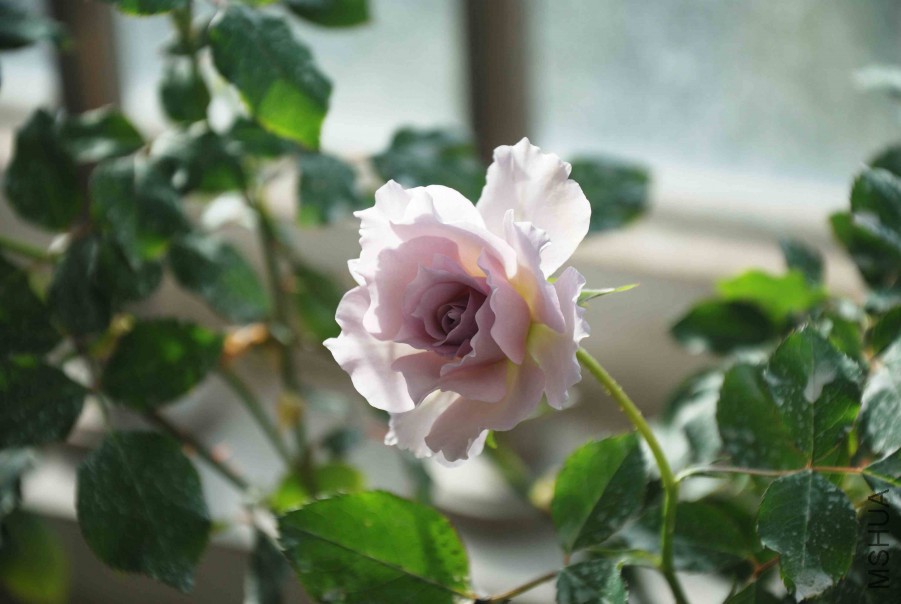 DSC_8638_����.jpg