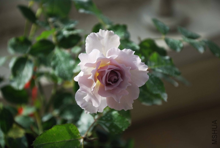 DSC_8635_����.jpg