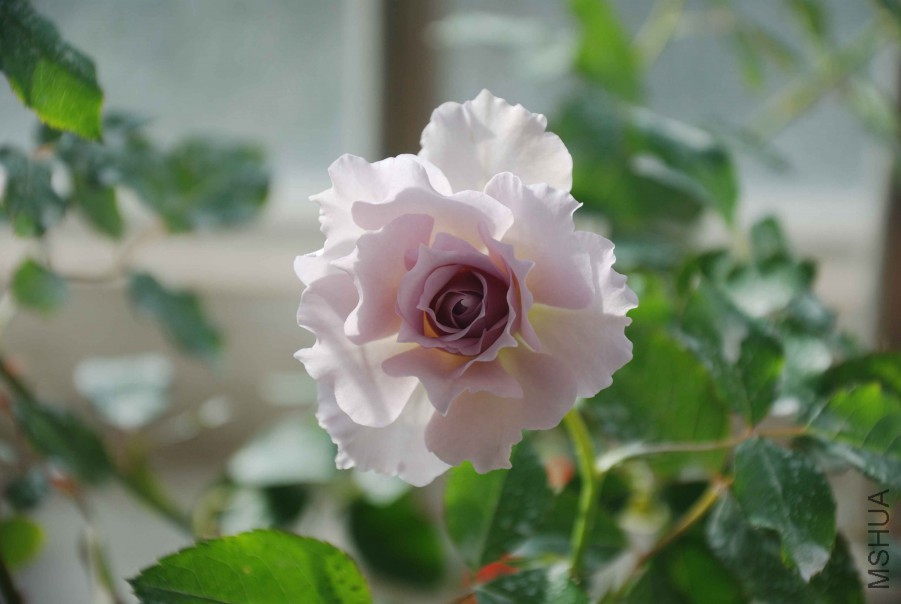 DSC_8633_����.jpg