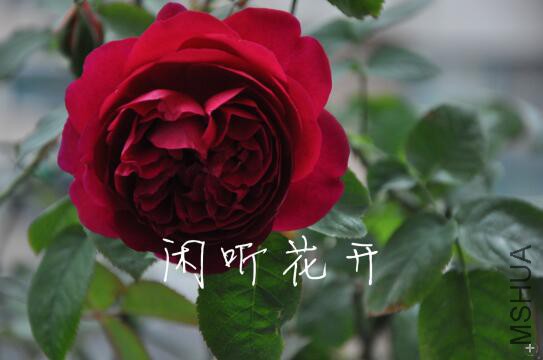 QQͼƬ20161205185012.jpg