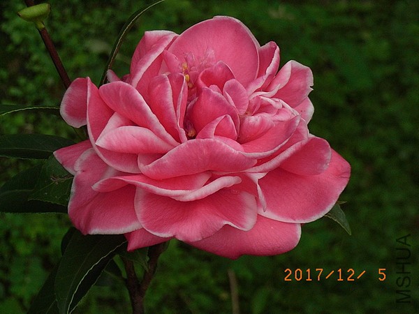 �ʺ���ʹa2.jpg