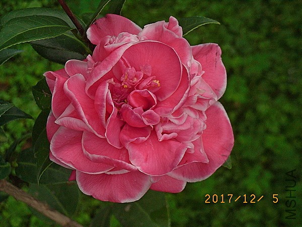 �ʺ���ʹa1.jpg