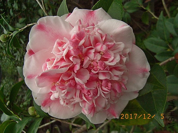 �ʺ���ʹb1.jpg