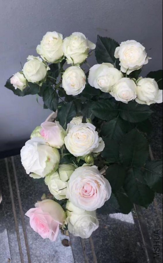 �մ���˿.jpg