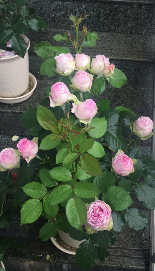 ޹�²���˿1.jpg