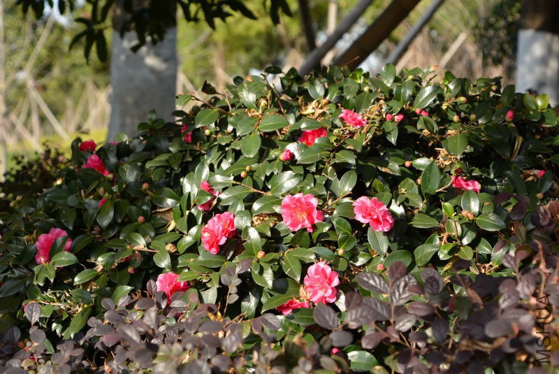DSC_30270532.JPG