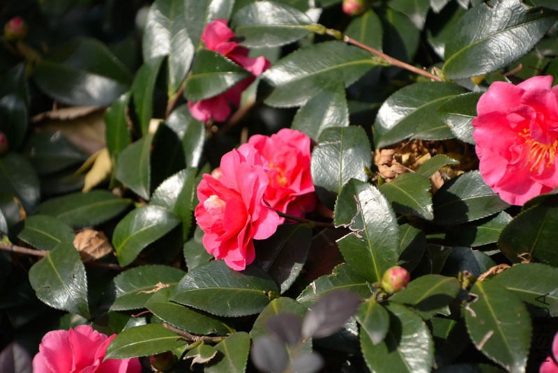 DSC_30320537.JPG