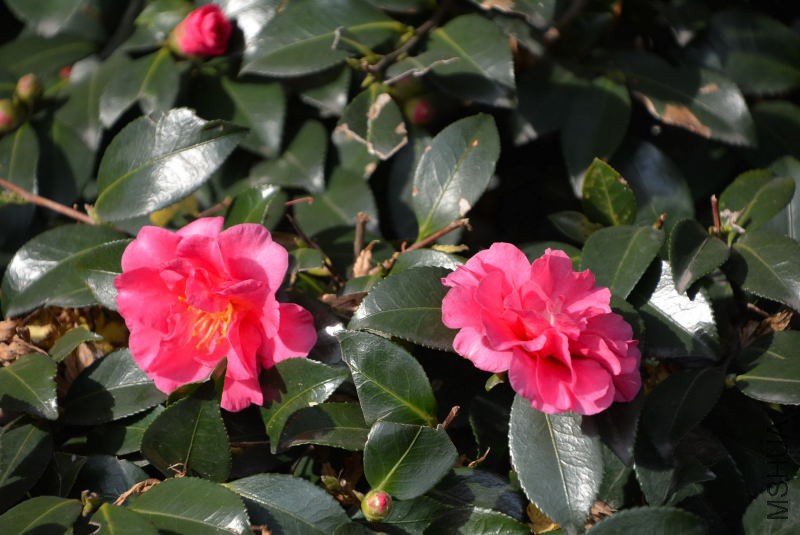 DSC_30390544.JPG