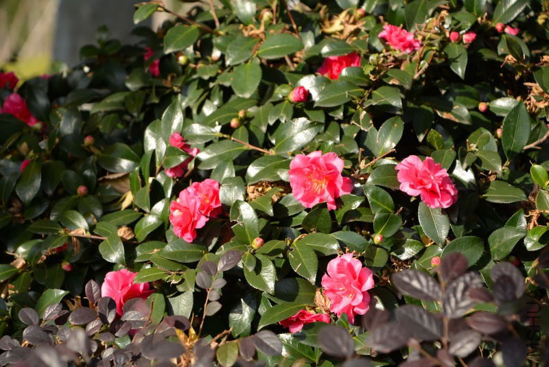 DSC_30260531.JPG