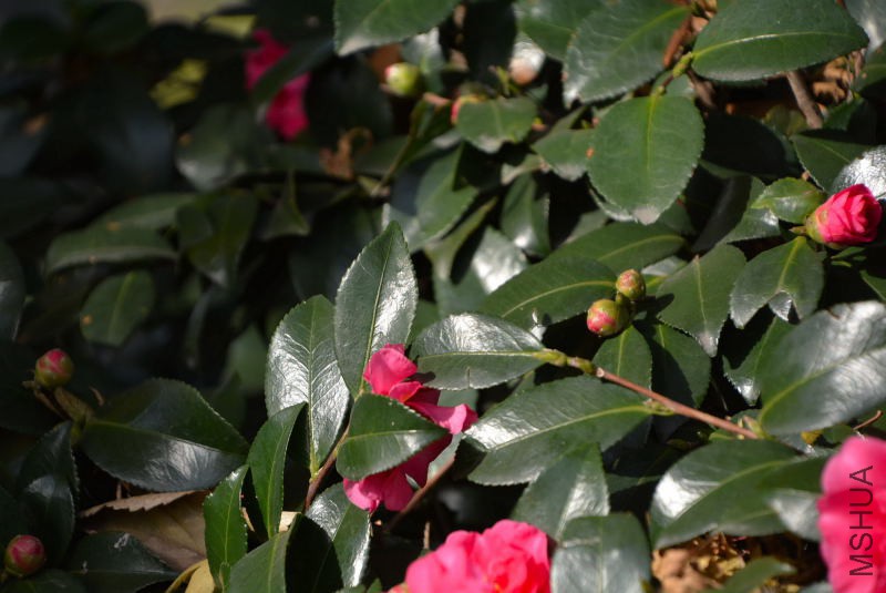 DSC_30360541.JPG