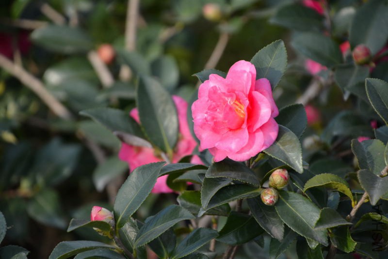 DSC_31820687.JPG