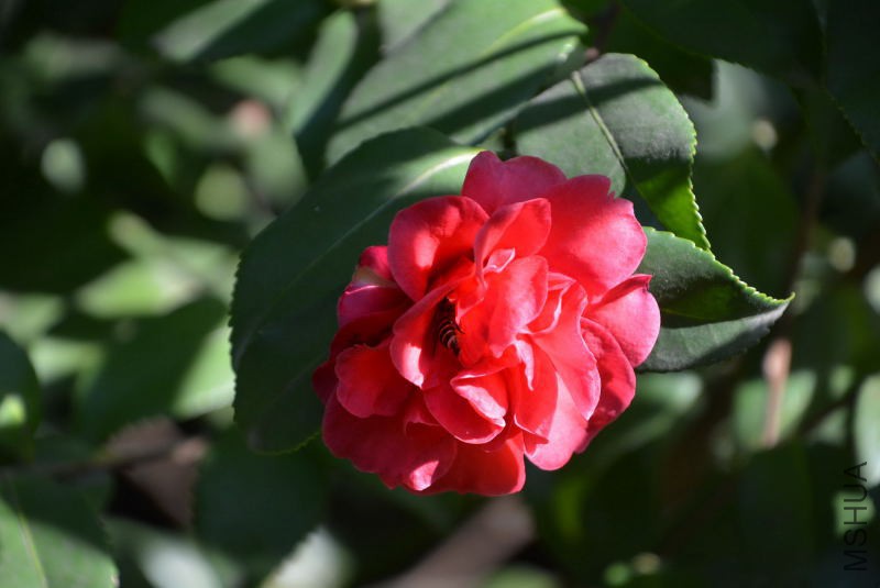 DSC_25010006.JPG