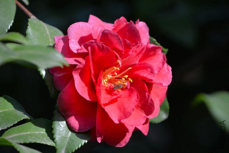 DSC_25030008.JPG