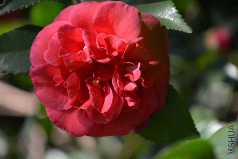 DSC_25670072.JPG