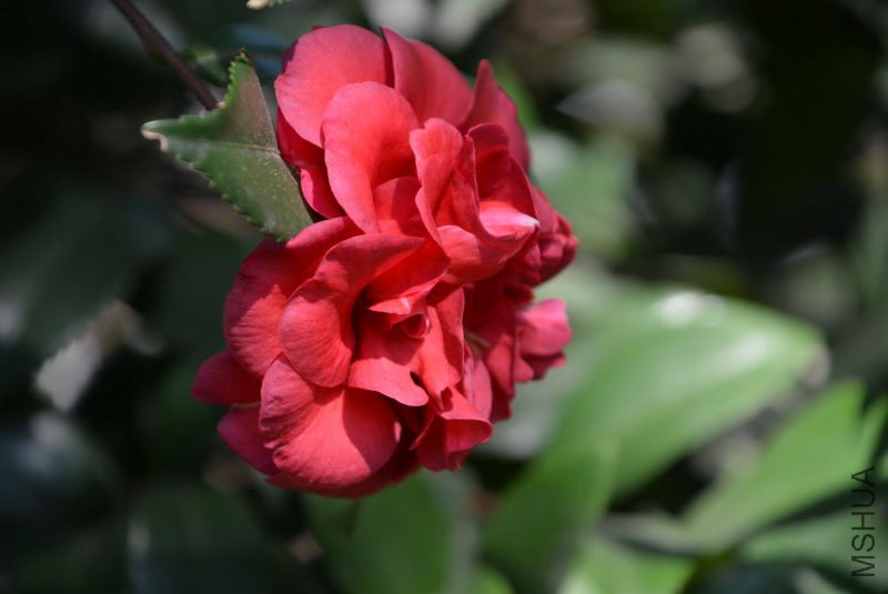 DSC_25630068.JPG