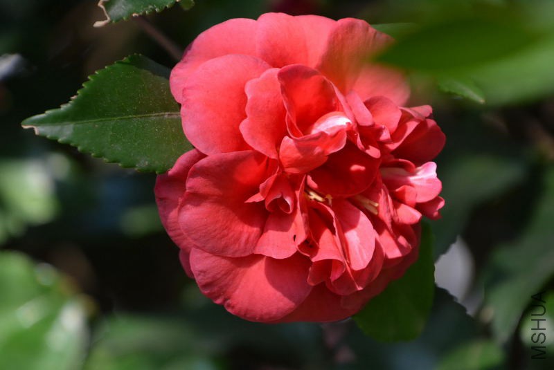 DSC_25560061.JPG