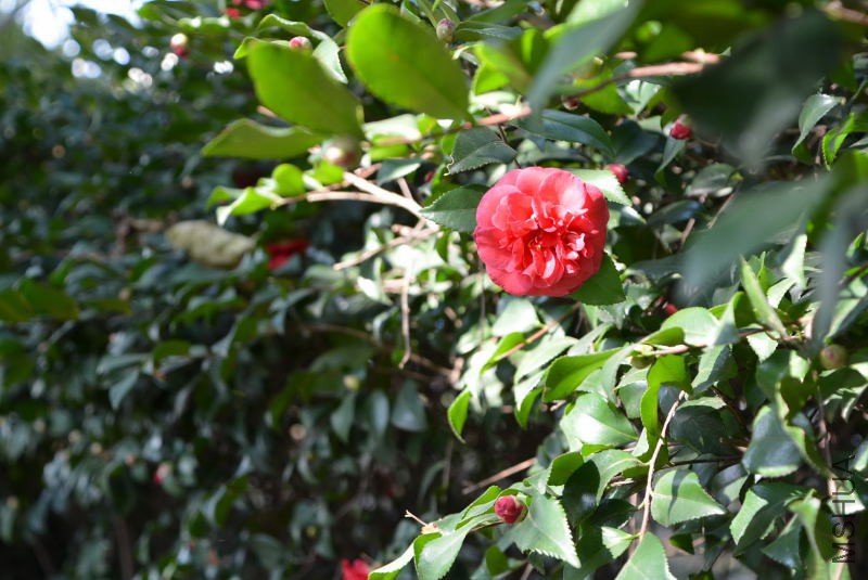 DSC_25690074.JPG