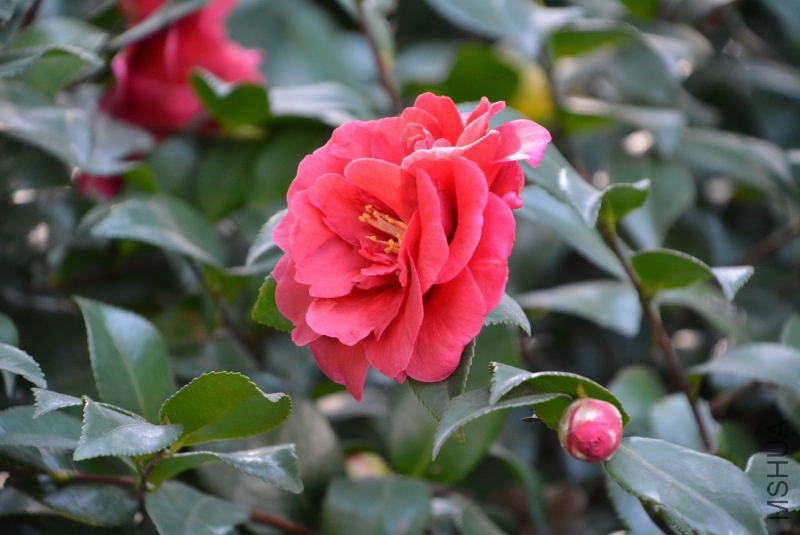 DSC_25760081.JPG