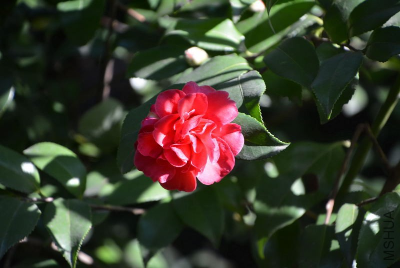 DSC_24960001.JPG