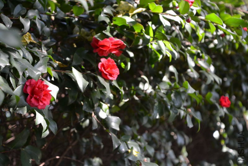 DSC_25520057.JPG