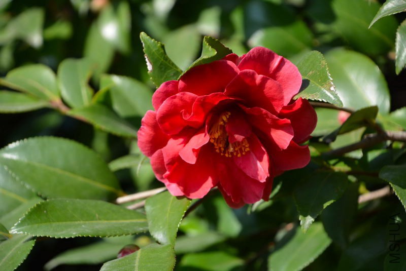 DSC_25360041.JPG