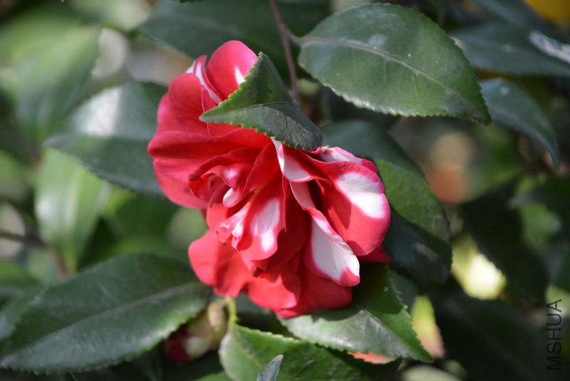DSC_25180023.JPG