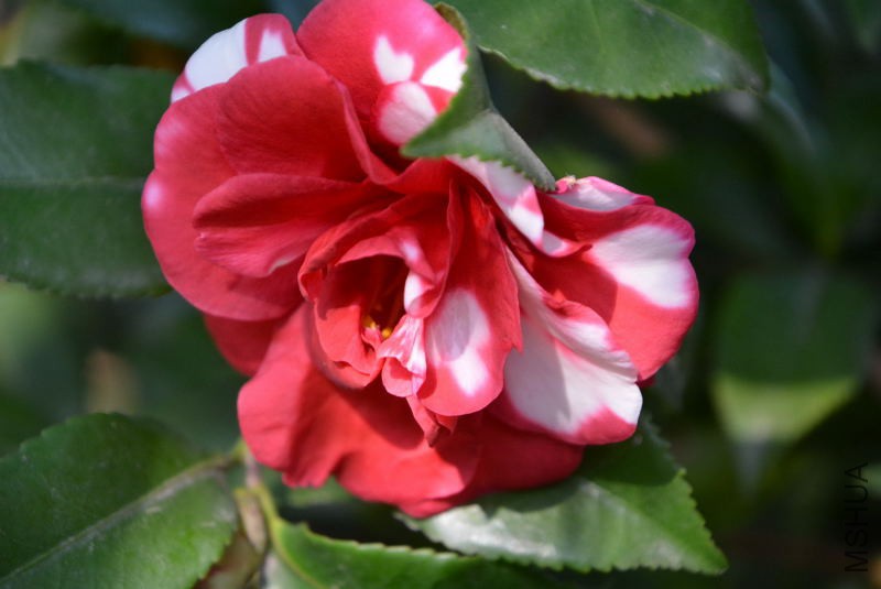 DSC_25220027.JPG