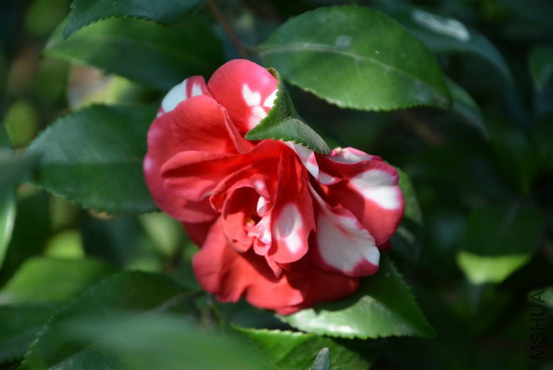 DSC_25150020.JPG