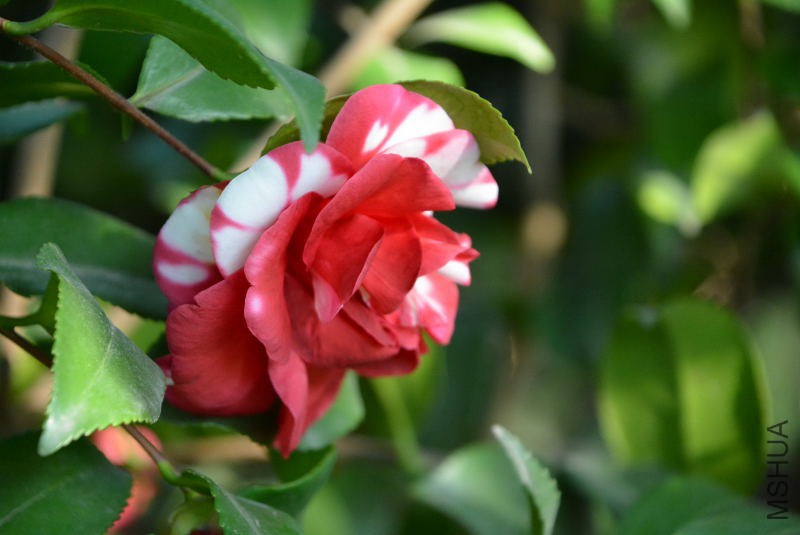 DSC_25120017.JPG