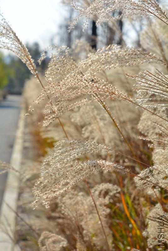 DSC_27170222.JPG
