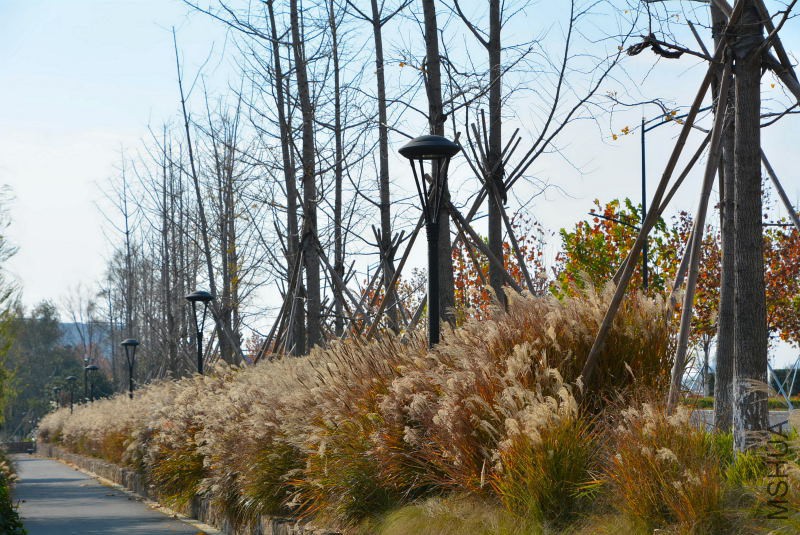 DSC_26900195.JPG