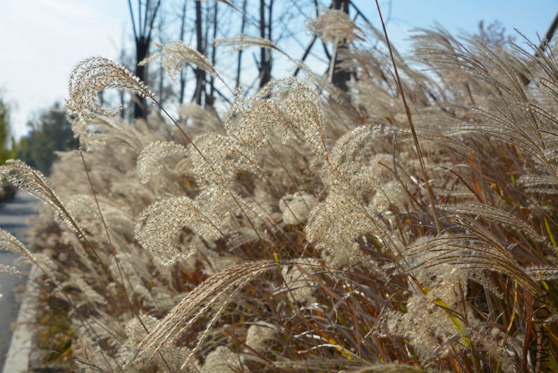 DSC_27400245.JPG