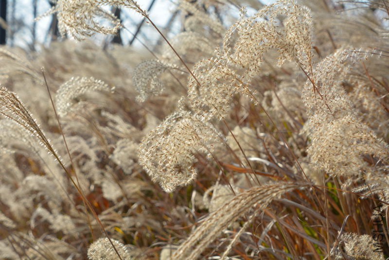DSC_27410246.JPG
