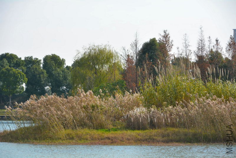 DSC_26930198.JPG
