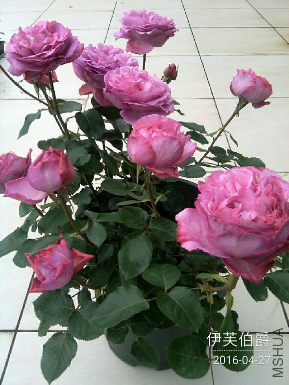 ��ܽ���� (2).jpg