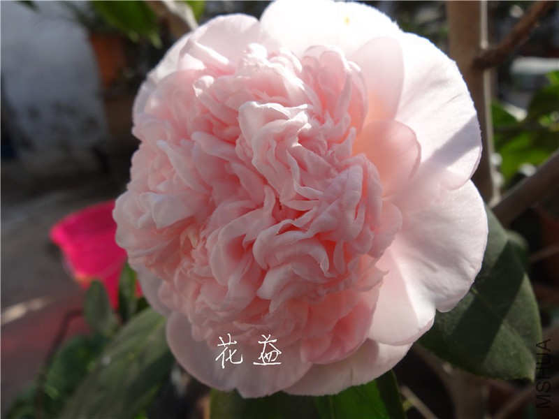 DSC03113.jpg