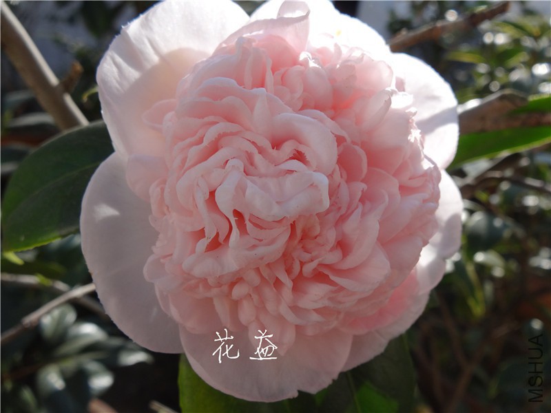 DSC03109.jpg