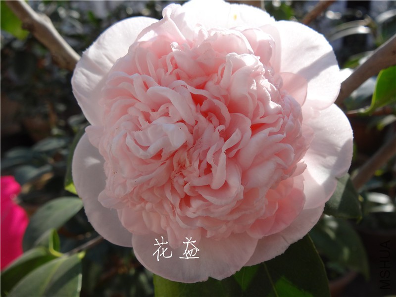 DSC03108.jpg