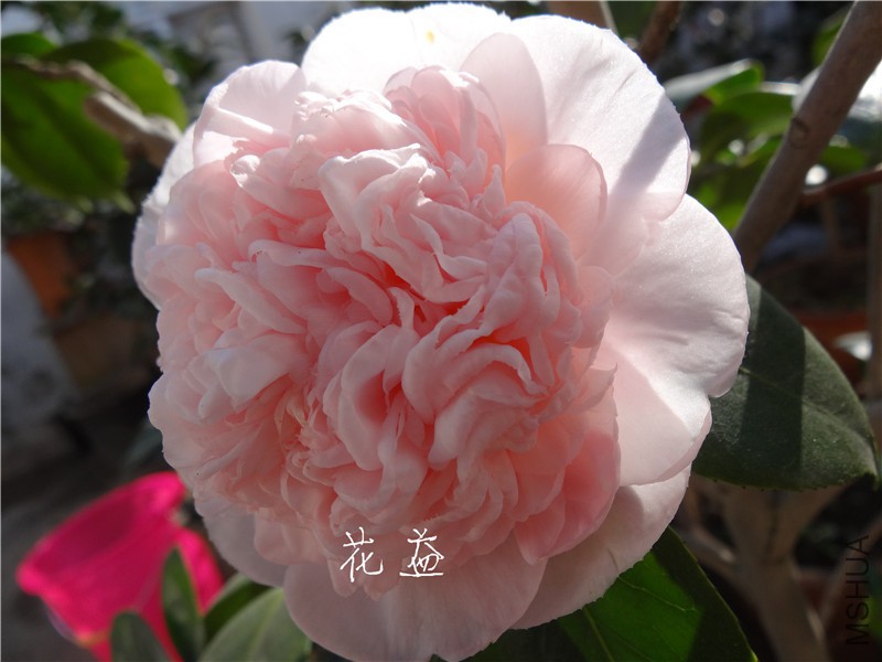 DSC03112.jpg