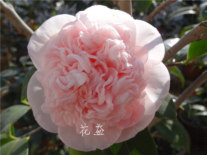 DSC03110.jpg