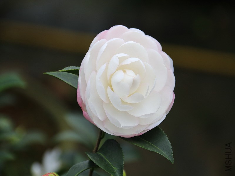 _MG_2543.JPG
