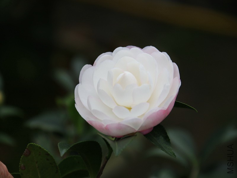 _MG_2544.JPG