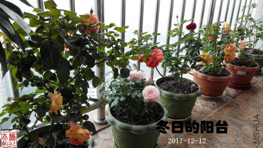 IMG_20171212_103546.jpg