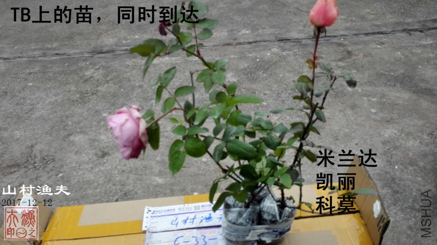 IMG_20171212_170811.jpg