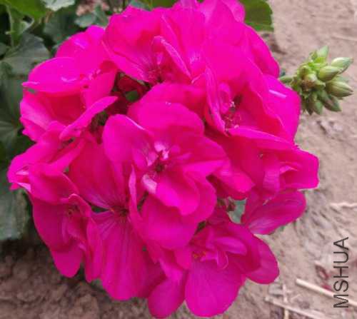 qq_pic_merged_1511531196020.jpg