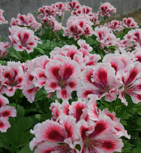 qq_pic_merged_1510316490486.jpg